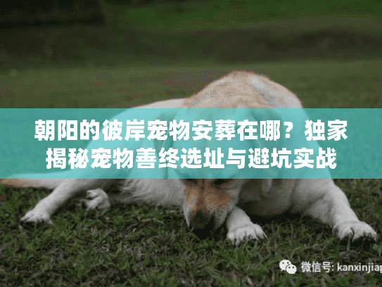 朝阳的彼岸宠物安葬在哪?独家揭秘宠物善终选址与避坑实战 朝阳的彼岸宠物安葬在哪?独家揭秘宠物善终选址与避坑实战