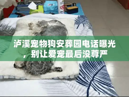 泸溪宠物狗安葬园电话曝光，别让爱宠最后没尊严