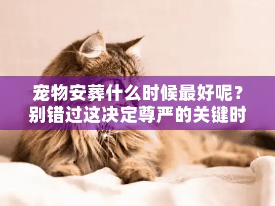 宠物安葬什么时候最好呢？别错过这决定尊严的关键时刻