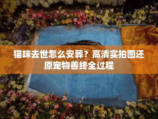 猫咪去世怎么安葬？高清实拍图还原宠物善终全过程