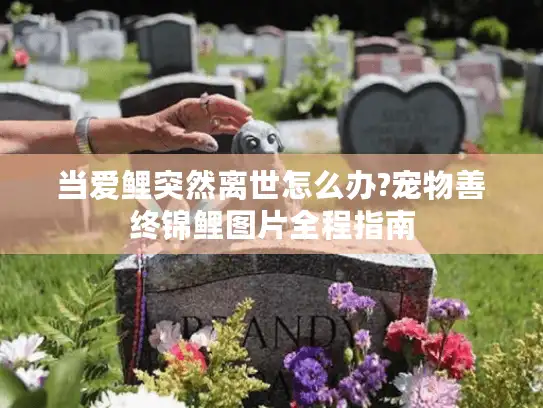 当爱鲤突然离世怎么办?宠物善终锦鲤图片全程指南