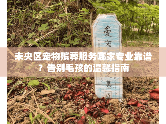未央区宠物殡葬服务哪家专业靠谱？告别毛孩的温馨指南