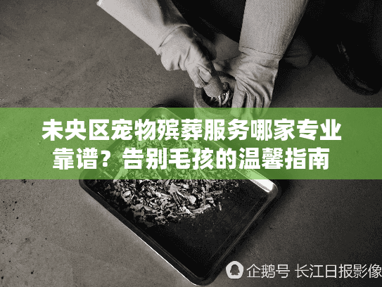 未央区宠物殡葬服务哪家专业靠谱？告别毛孩的温馨指南