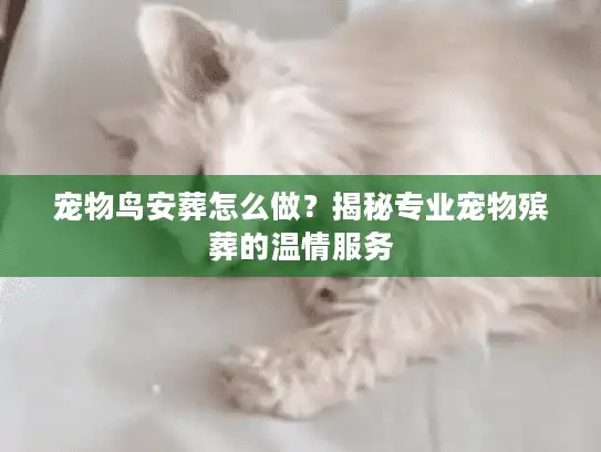 宠物鸟安葬怎么做？揭秘专业宠物殡葬的温情服务