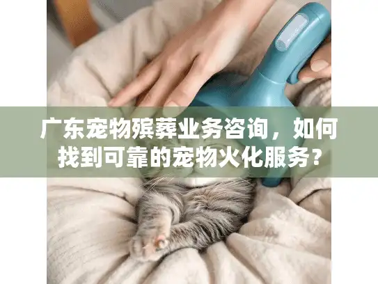 广东宠物殡葬业务咨询，如何找到可靠的宠物火化服务？