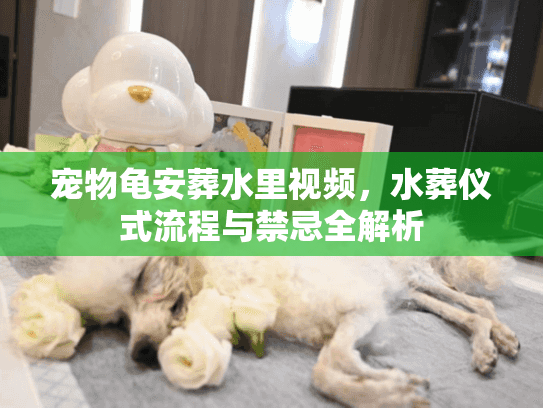 宠物龟安葬水里视频，水葬仪式流程与禁忌全解析