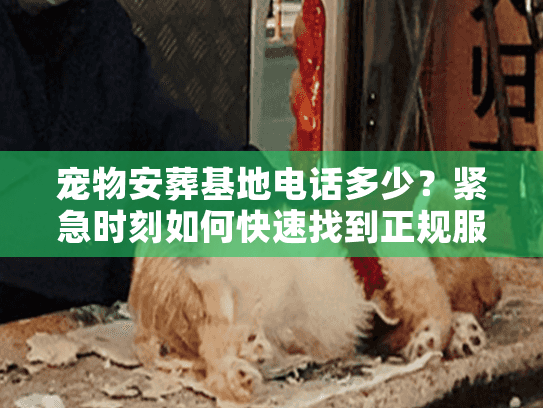 宠物安葬基地电话多少？紧急时刻如何快速找到正规服务
