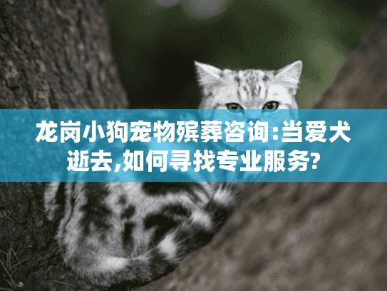 龙岗小狗宠物殡葬咨询:当爱犬逝去,如何寻找专业服务?