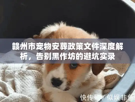 赣州市宠物安葬政策文件深度解析，告别黑作坊的避坑实录