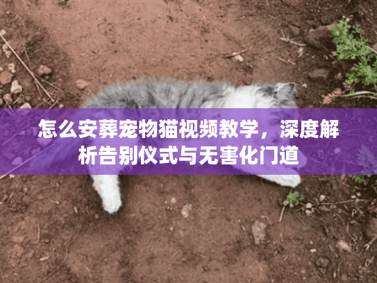怎么安葬宠物猫视频教学，深度解析告别仪式与无害化门道