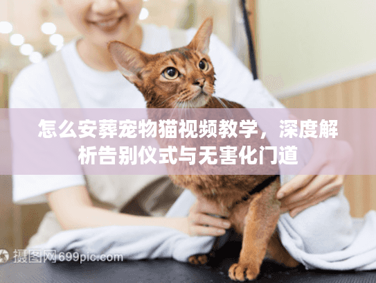 怎么安葬宠物猫视频教学，深度解析告别仪式与无害化门道