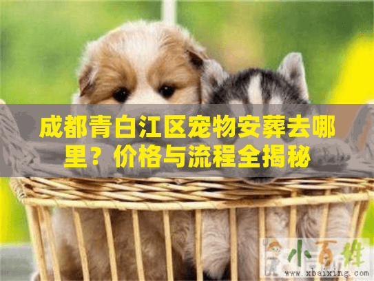 成都青白江区宠物安葬去哪里？价格与流程全揭秘