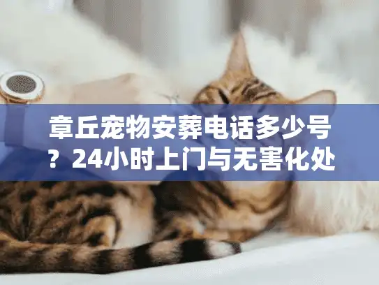 章丘宠物安葬电话多少号？24小时上门与无害化处理避坑实录