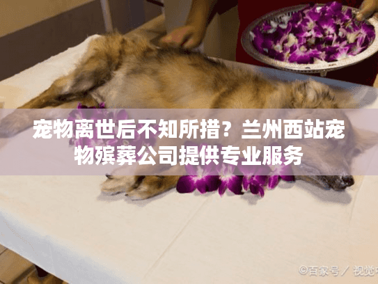 宠物离世后不知所措？兰州西站宠物殡葬公司提供专业服务
