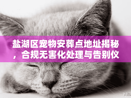 盐湖区宠物安葬点地址揭秘，合规无害化处理与告别仪式避坑实战