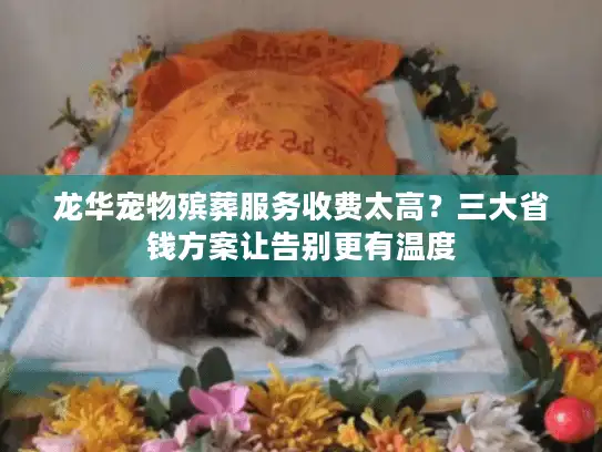 龙华宠物殡葬服务收费太高？三大省钱方案让告别更有温度