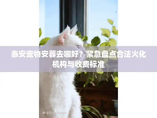 泰安宠物安葬去哪好？紧急盘点合法火化机构与收费标准