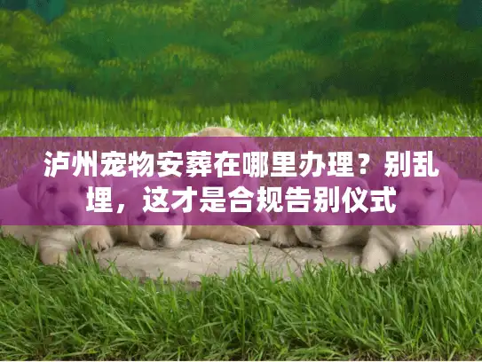 泸州宠物安葬在哪里办理？别乱埋，这才是合规告别仪式