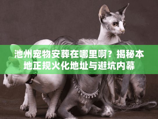 池州宠物安葬在哪里啊？揭秘本地正规火化地址与避坑内幕