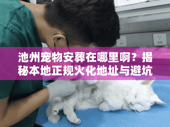 池州宠物安葬在哪里啊？揭秘本地正规火化地址与避坑内幕