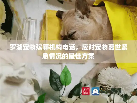罗湖宠物殡葬机构电话，应对宠物离世紧急情况的最佳方案