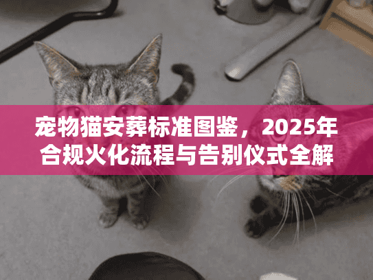 宠物猫安葬标准图鉴，2025年合规火化流程与告别仪式全解