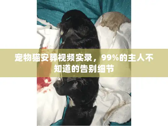 宠物猫安葬视频实录,99%的主人不知道的告别细节 宠物猫安葬视频实录,99%的主人不知道的告别细节