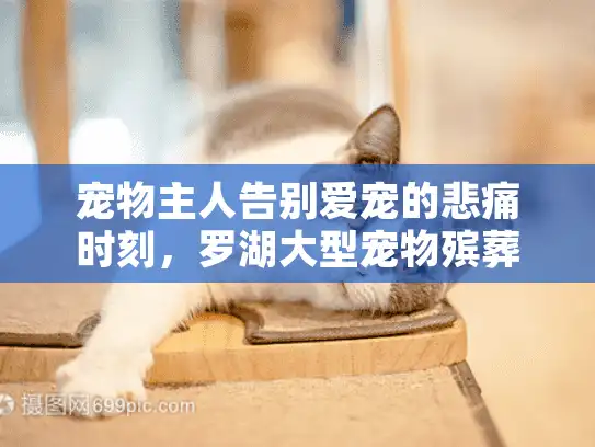 宠物主人告别爱宠的悲痛时刻，罗湖大型宠物殡葬业务提供专业解决方案