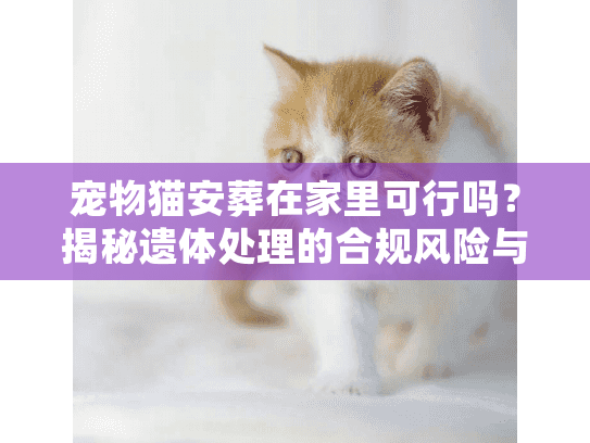 宠物猫安葬在家里可行吗？揭秘遗体处理的合规风险与最佳方案
