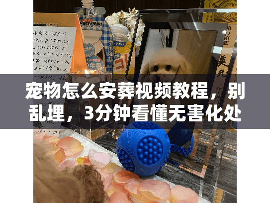 宠物怎么安葬视频教程，别乱埋，3分钟看懂无害化处理