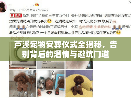 芦溪宠物安葬仪式全揭秘,告别背后的温情与避坑门道 芦溪宠物安葬仪式全揭秘,告别背后的温情与避坑门道