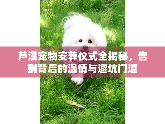 芦溪宠物安葬仪式全揭秘,告别背后的温情与避坑门道 芦溪宠物安葬仪式全揭秘,告别背后的温情与避坑门道