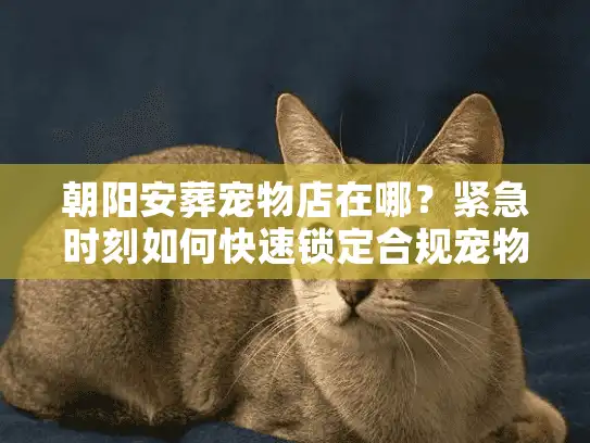 朝阳安葬宠物店在哪？紧急时刻如何快速锁定合规宠物善终机构