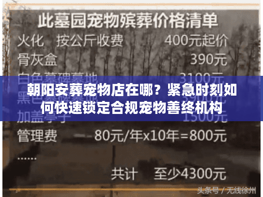 朝阳安葬宠物店在哪？紧急时刻如何快速锁定合规宠物善终机构