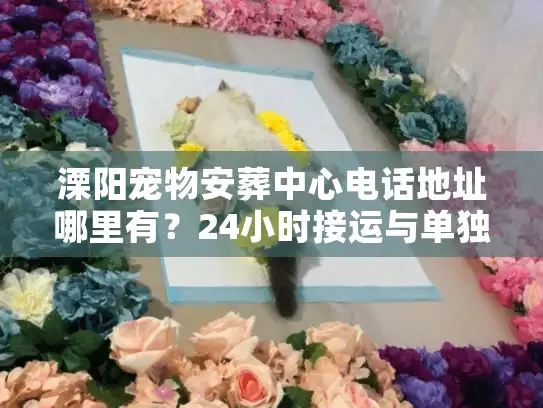 溧阳宠物安葬中心电话地址哪里有?24小时接运与单独火化内幕 溧阳宠物安葬中心电话地址哪里有?24小时接运与单独火化内幕
