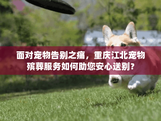 面对宠物告别之痛，重庆江北宠物殡葬服务如何助您安心送别？