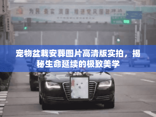 宠物盆栽安葬图片高清版实拍，揭秘生命延续的极致美学