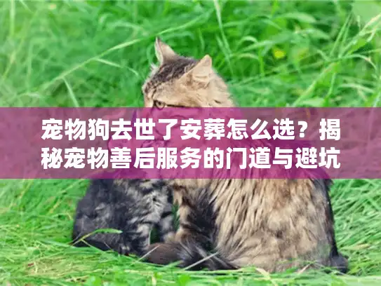 宠物狗去世了安葬怎么选?揭秘宠物善后服务的门道与避坑策略 宠物狗去世了安葬怎么选?揭秘宠物善后服务的门道与避坑策略