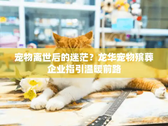 宠物离世后的迷茫？龙华宠物殡葬企业指引温暖前路