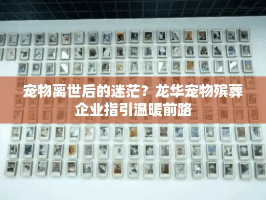 宠物离世后的迷茫？龙华宠物殡葬企业指引温暖前路