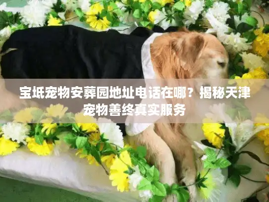宝坻宠物安葬园地址电话在哪？揭秘天津宠物善终真实服务