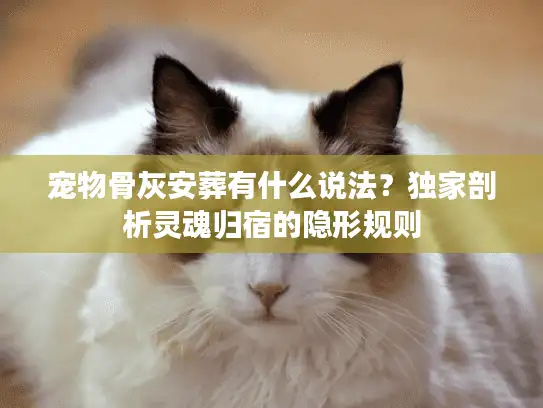 宠物骨灰安葬有什么说法？独家剖析灵魂归宿的隐形规则