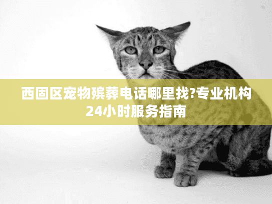 西固区宠物殡葬电话哪里找?专业机构24小时服务指南 西固区宠物殡葬电话哪里找?专业机构24小时服务指南