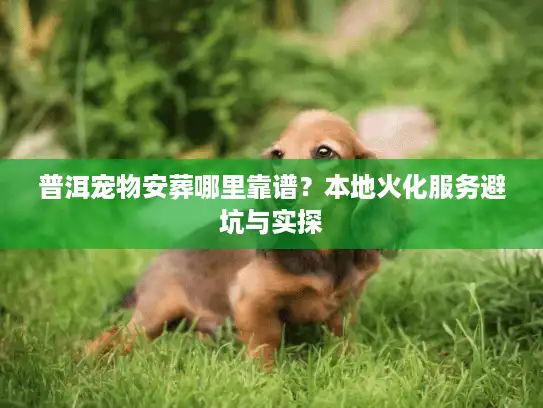普洱宠物安葬哪里靠谱？本地火化服务避坑与实探