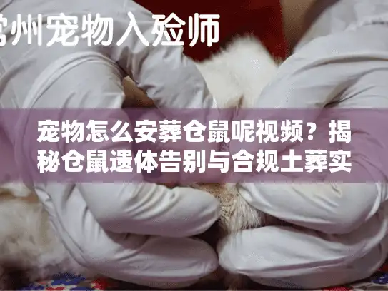 宠物怎么安葬仓鼠呢视频？揭秘仓鼠遗体告别与合规土葬实操