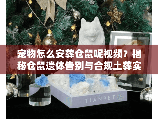 宠物怎么安葬仓鼠呢视频？揭秘仓鼠遗体告别与合规土葬实操