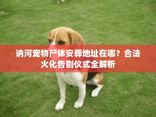 讷河宠物尸体安葬地址在哪?合法火化告别仪式全解析 讷河宠物尸体安葬地址在哪?合法火化告别仪式全解析