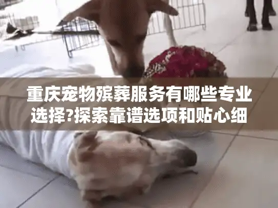 重庆宠物殡葬服务有哪些专业选择?探索靠谱选项和贴心细节