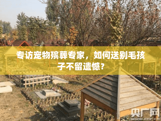 专访宠物殡葬专家，如何送别毛孩子不留遗憾？