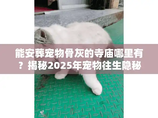 能安葬宠物骨灰的寺庙哪里有?揭秘2025年宠物往生隐秘渠道 能安葬宠物骨灰的寺庙哪里有?揭秘2025年宠物往生隐秘渠道